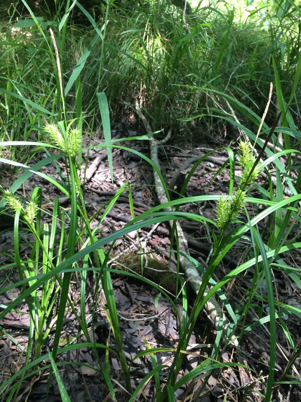 False Hop Sedge (Carex lupuliformis)