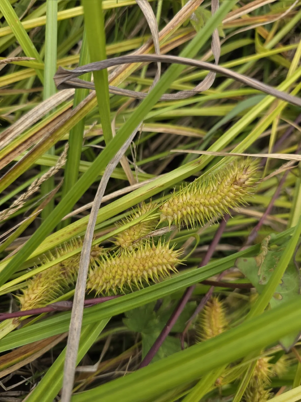 Shallow Sedge (Carex lurida)