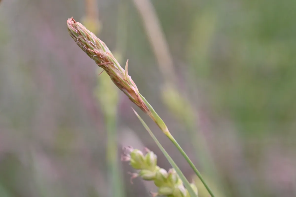 Mead's Sedge (Carex meadii)
