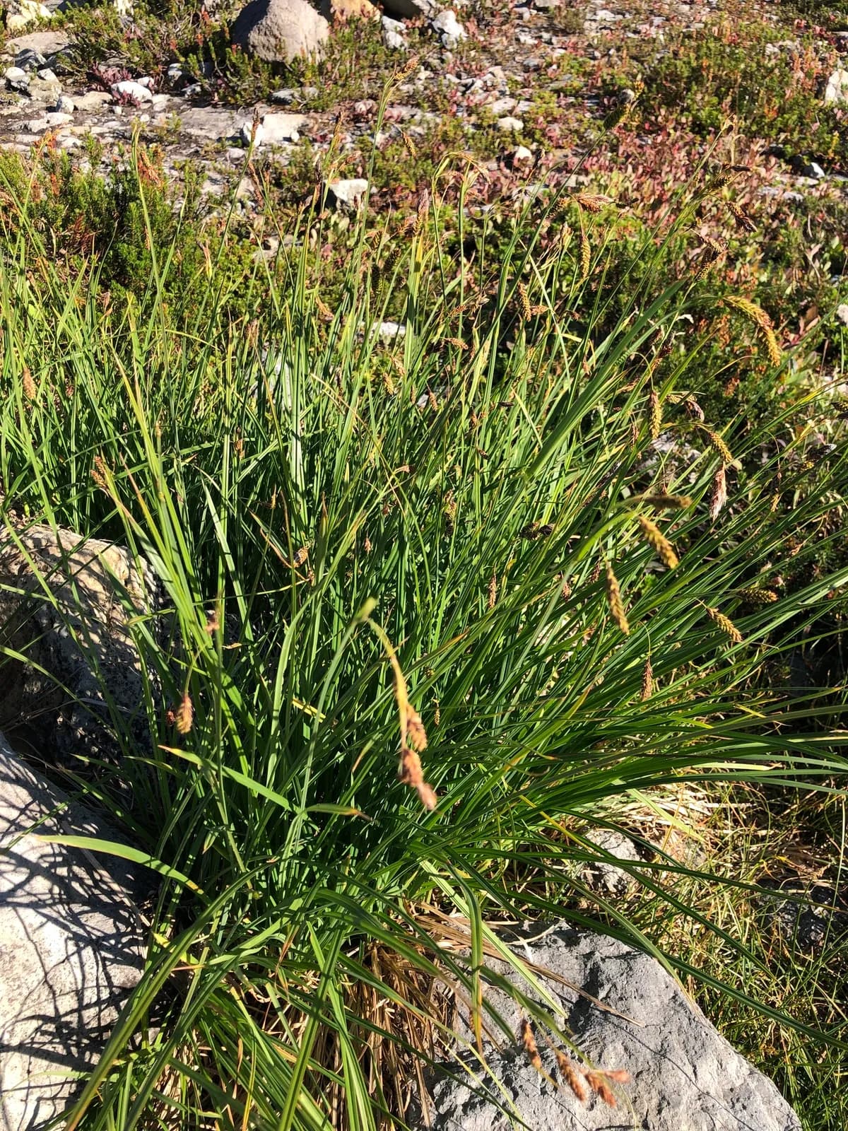Mertens' Sedge (Carex mertensii)