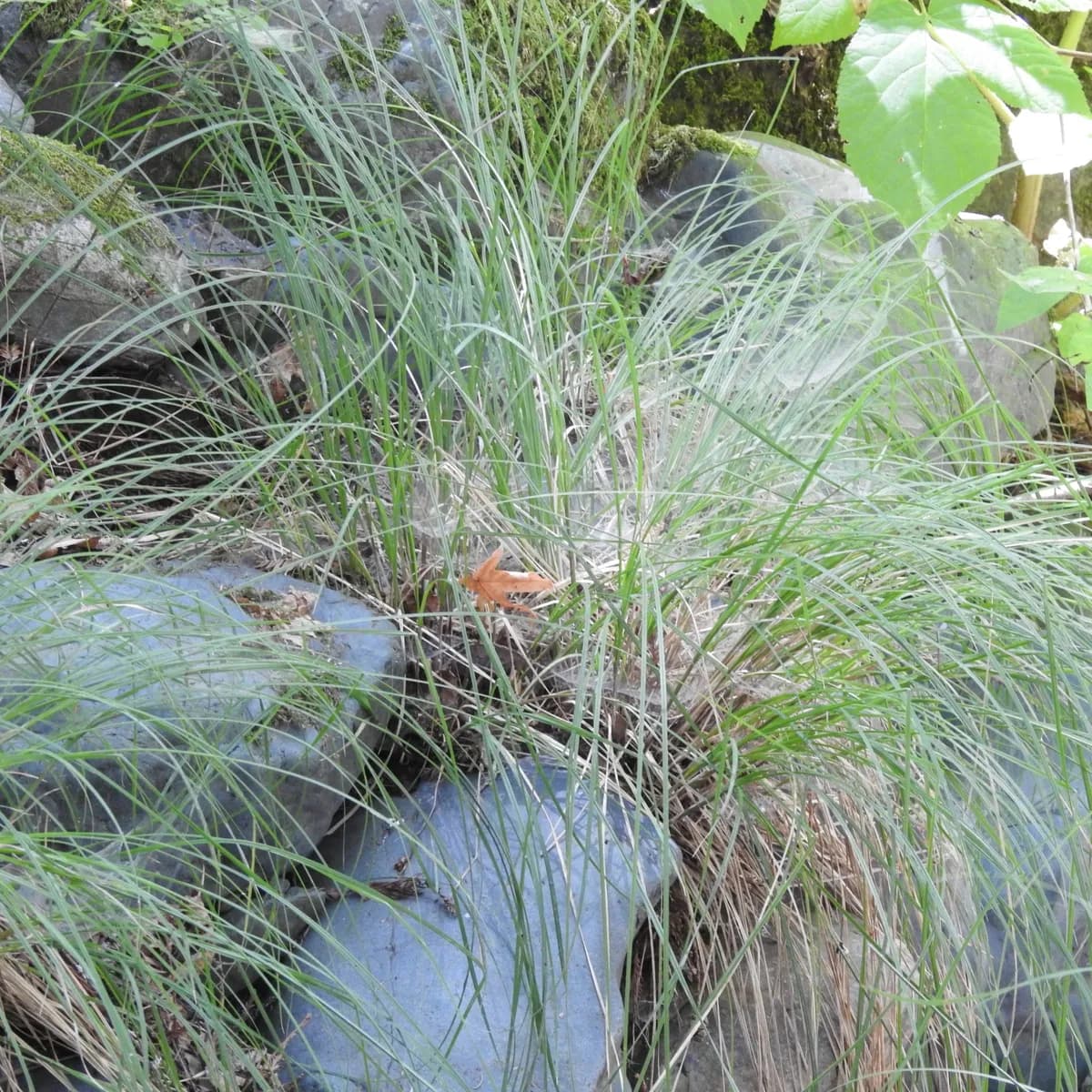 Torrent sedge (Carex nudata)