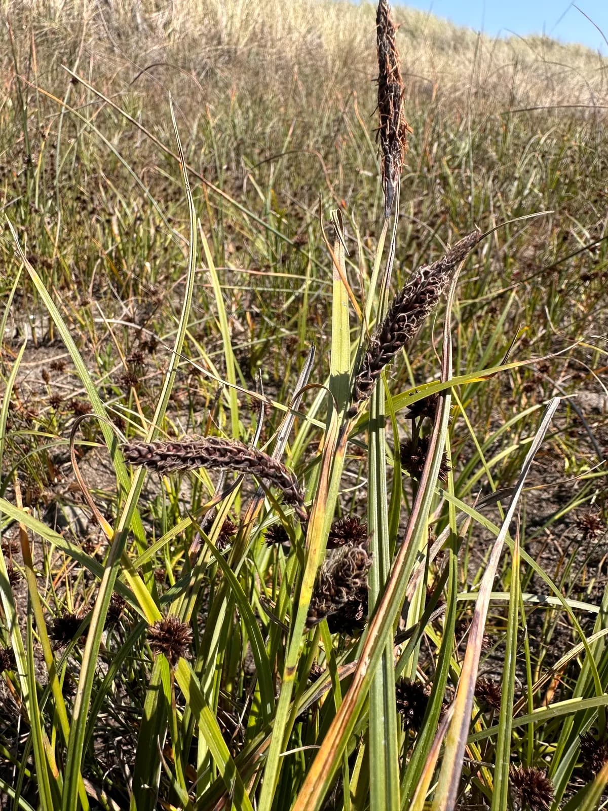 Slough sedge (Carex obnupta)