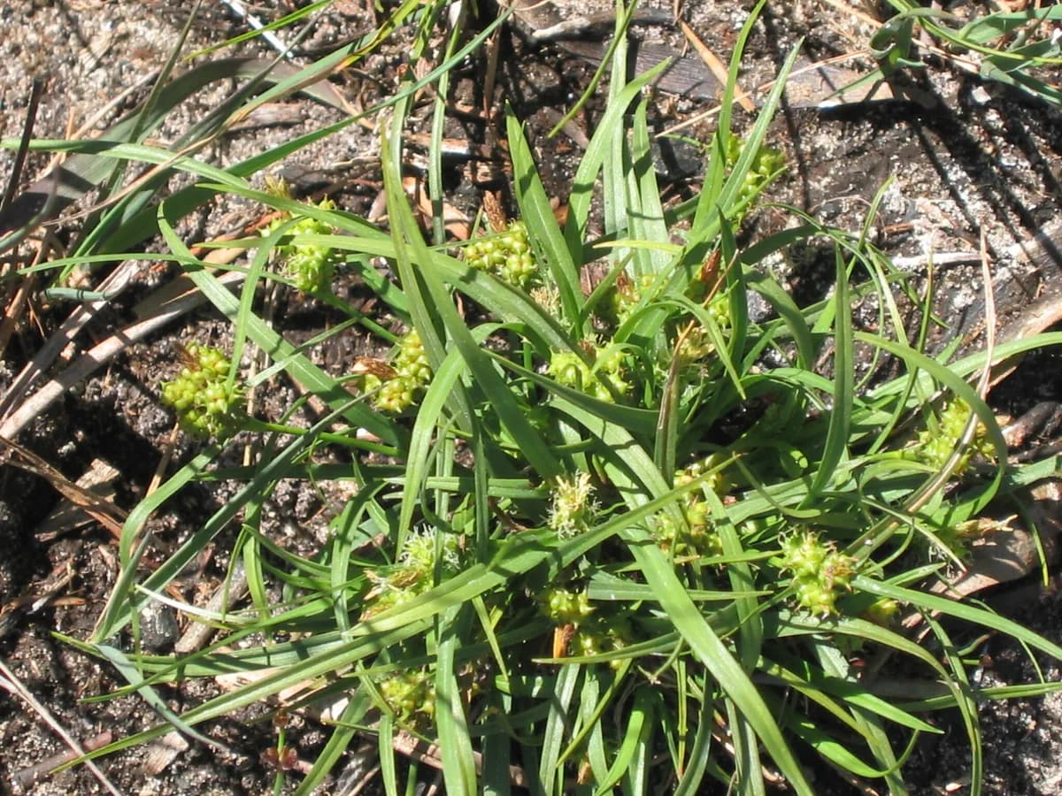 Common & Small-Fruited Yellow-Sedge (Carex oederi)