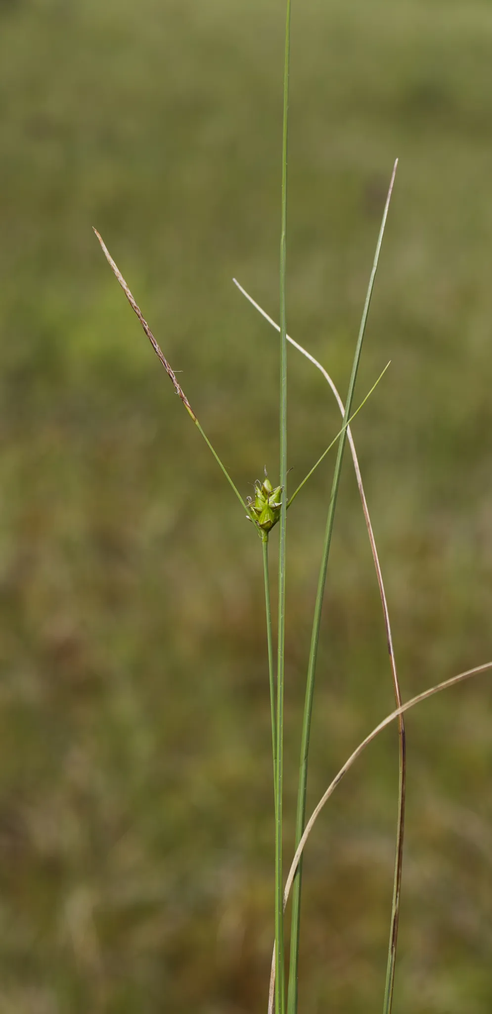 Few-seed Sedge (Carex oligosperma)