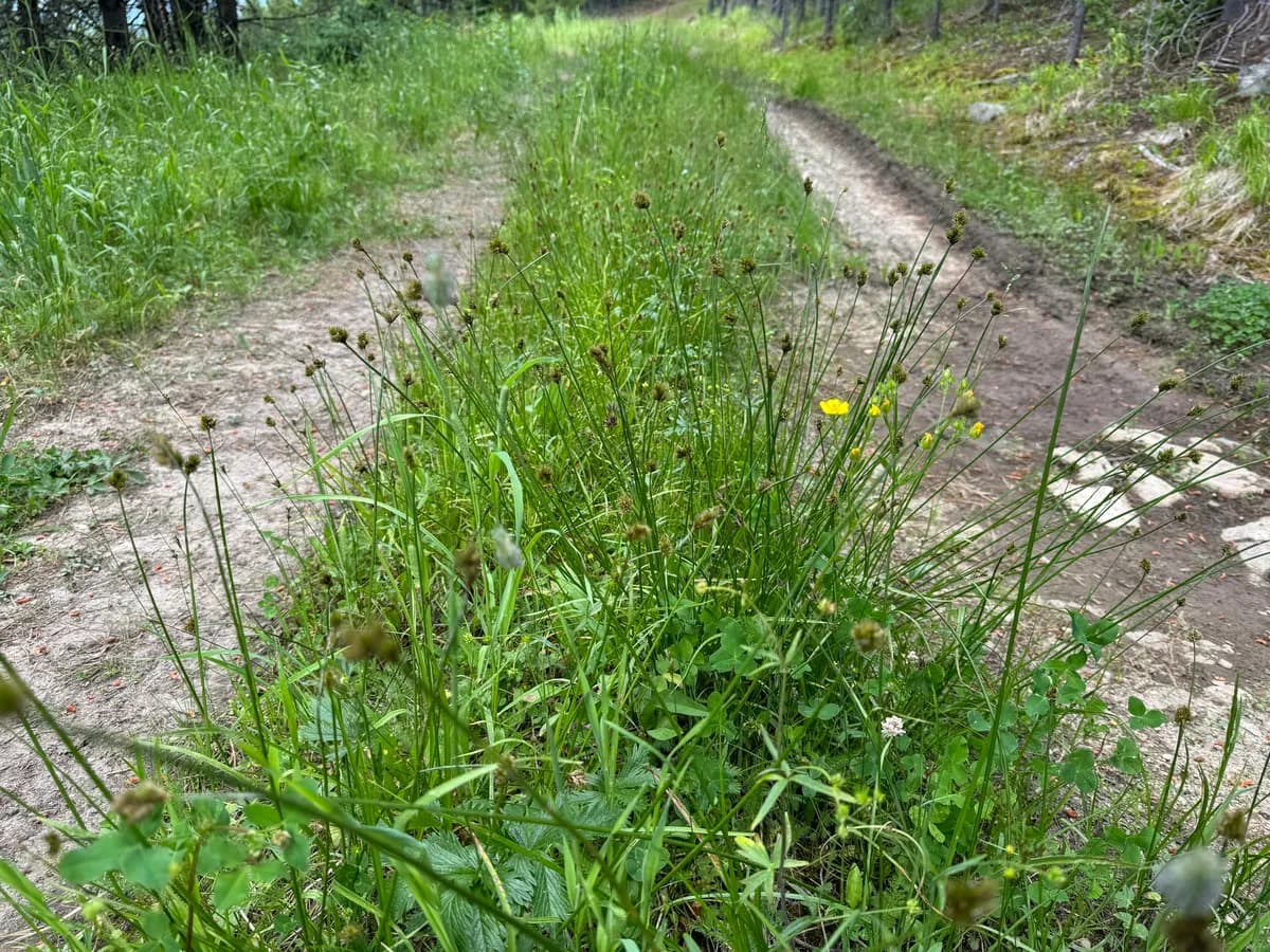 Chamisso sedge (Carex pachystachya)