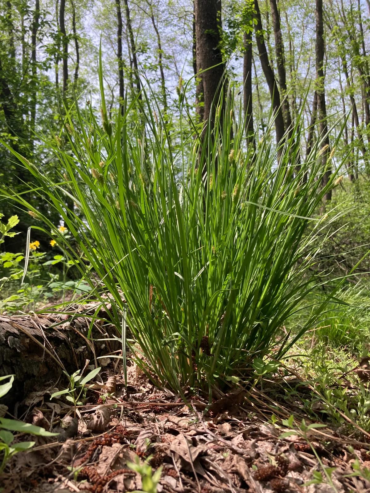 Pale Sedge (Carex pallescens)