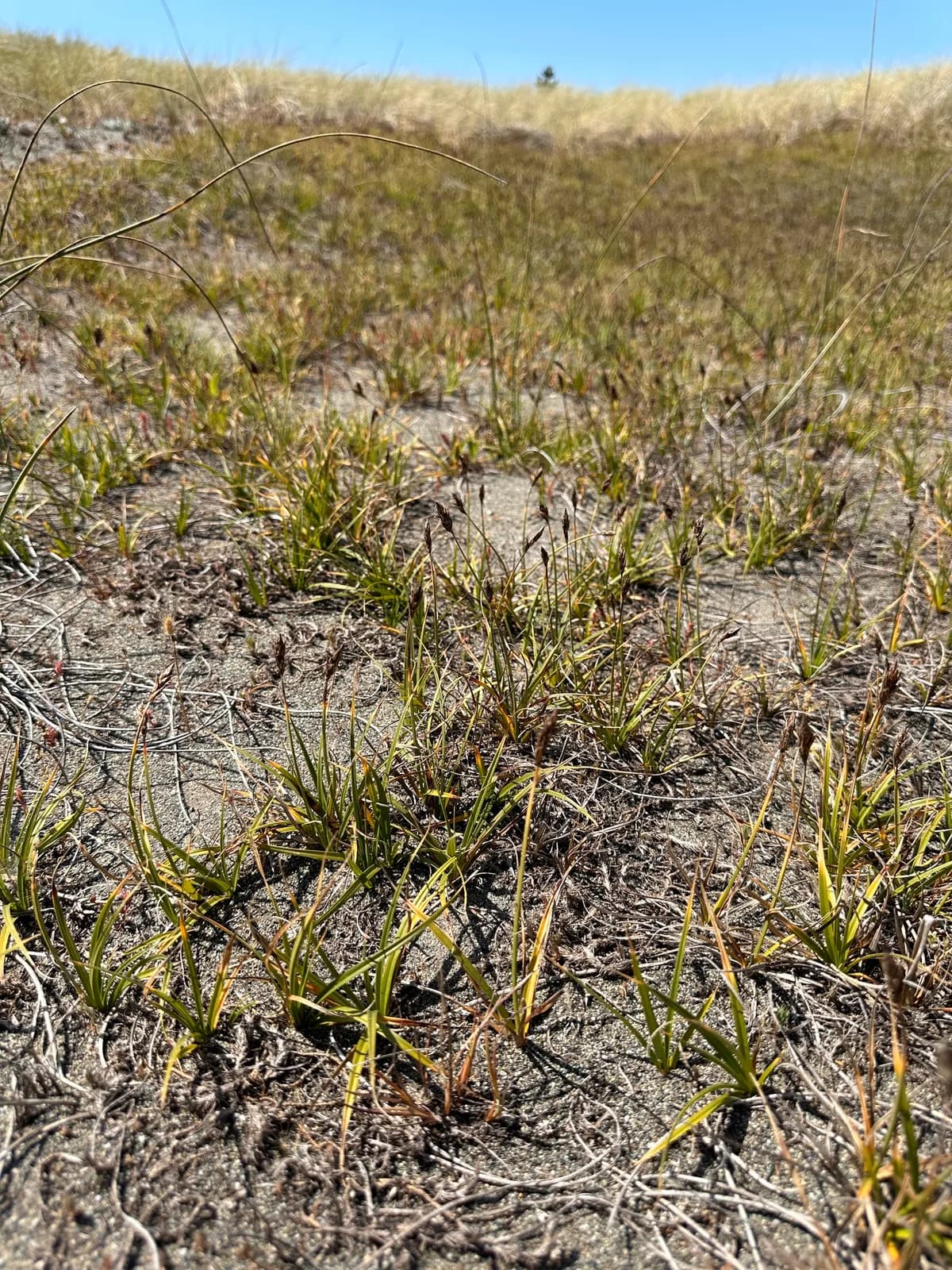 Sand dune sedge (Carex pansa)