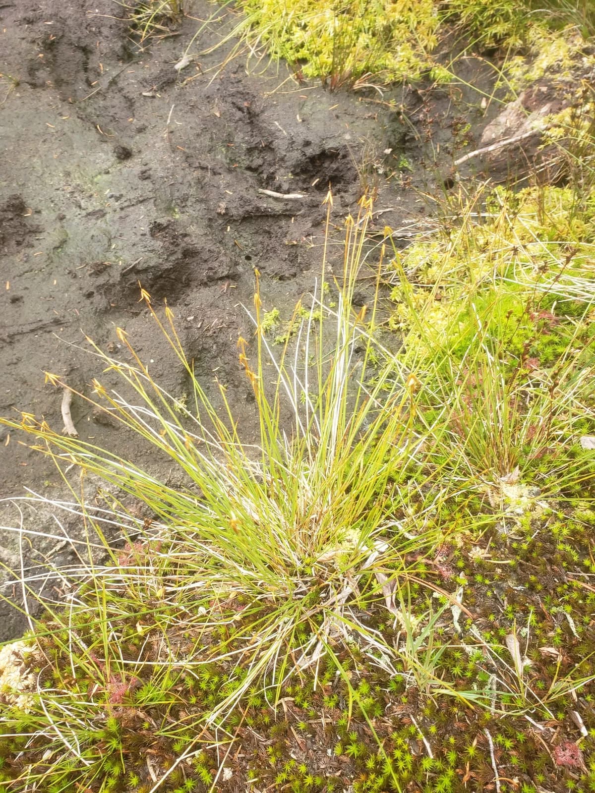 Fewflower Sedge (Carex pauciflora)
