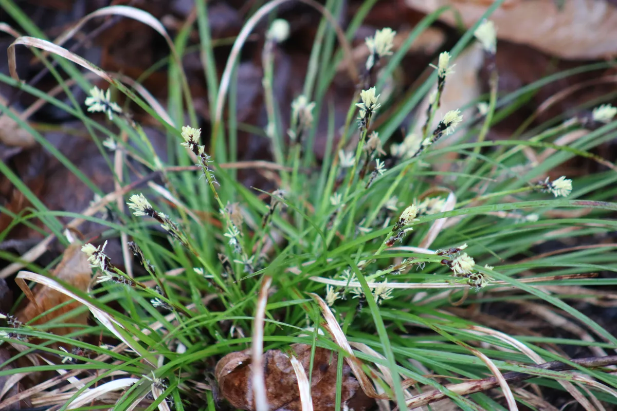 Longstalk Sedge (Carex pedunculata)