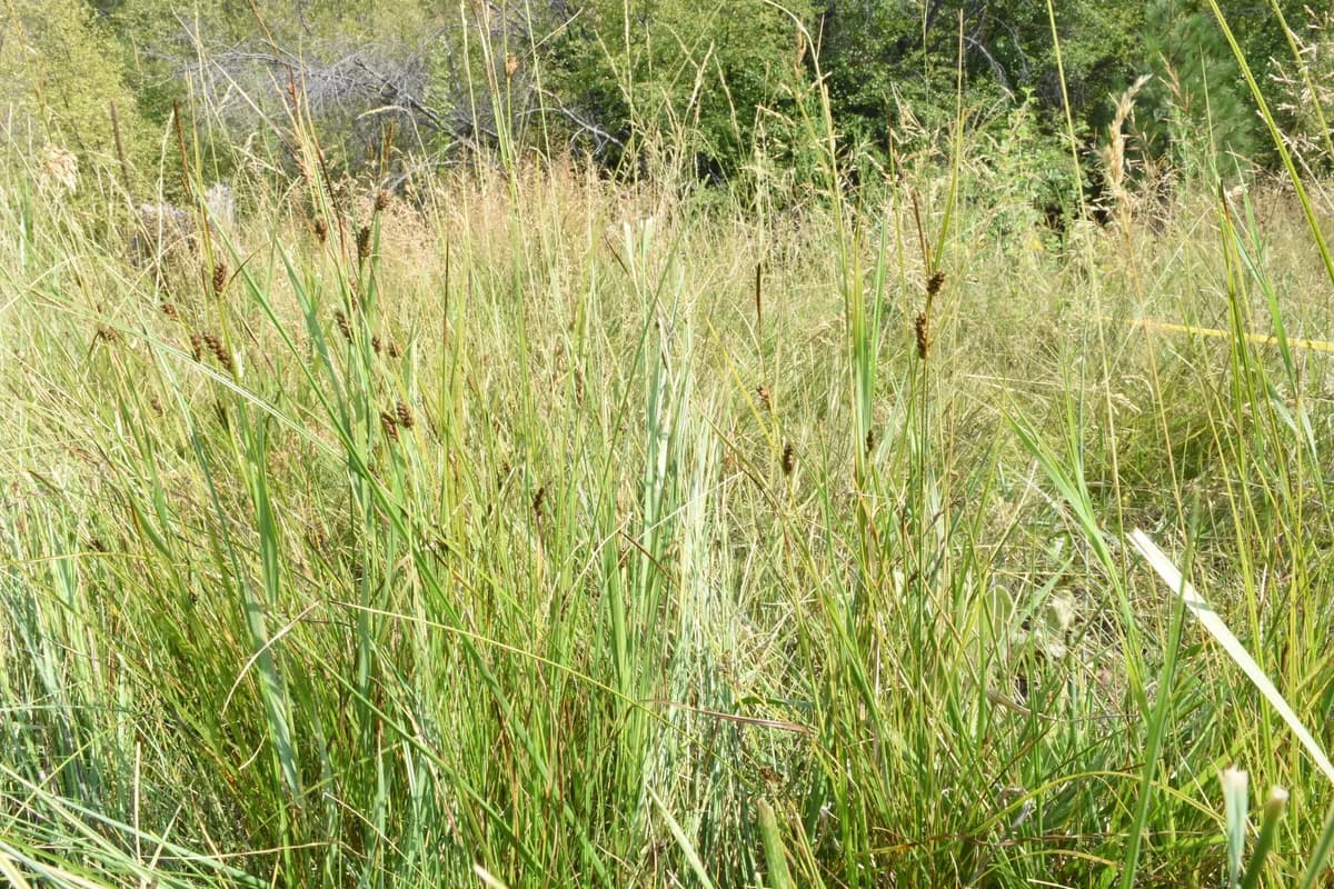 Woolly Sedge (Carex pellita)