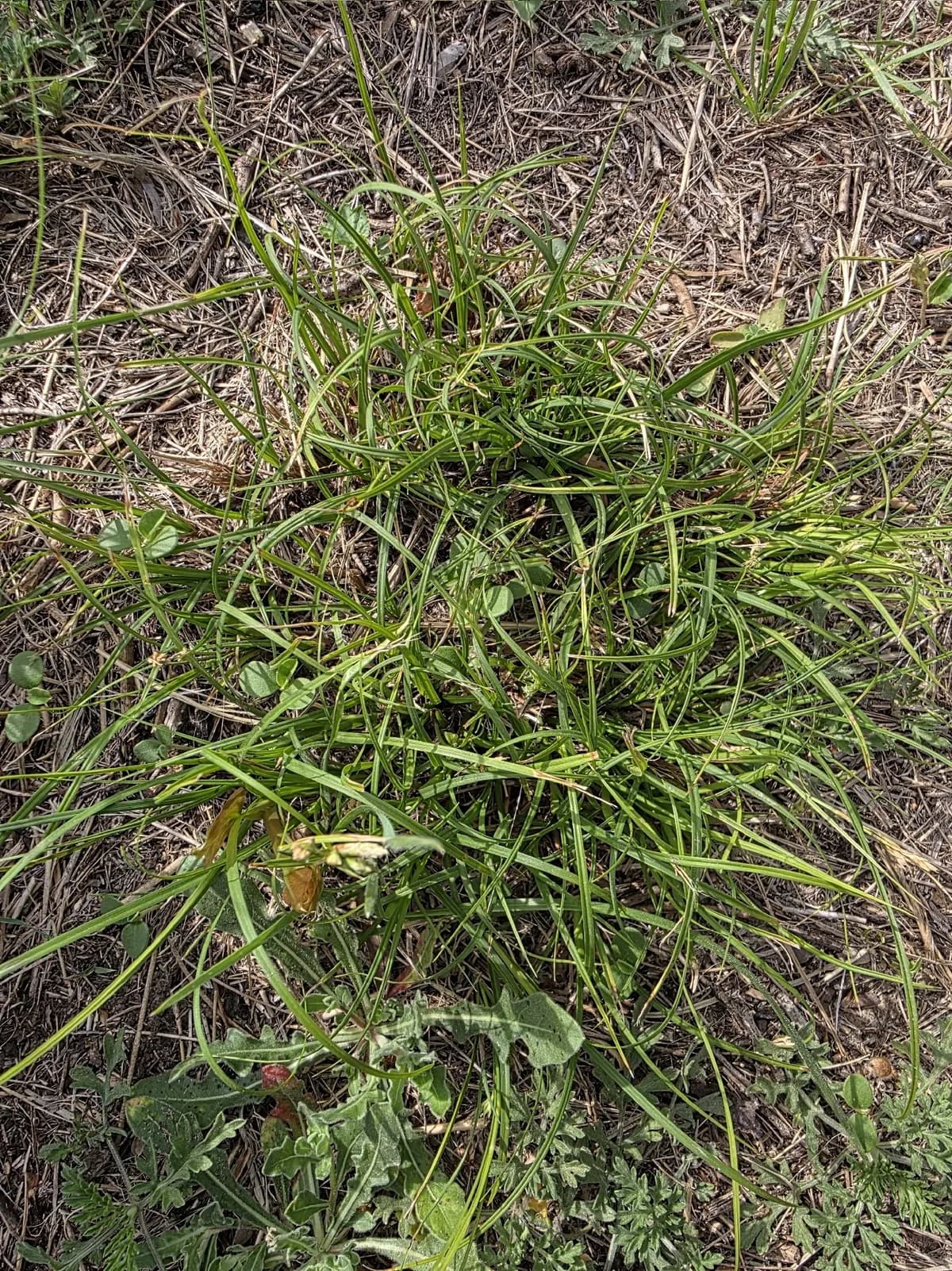 Cedar Sedge (Carex planostachys)
