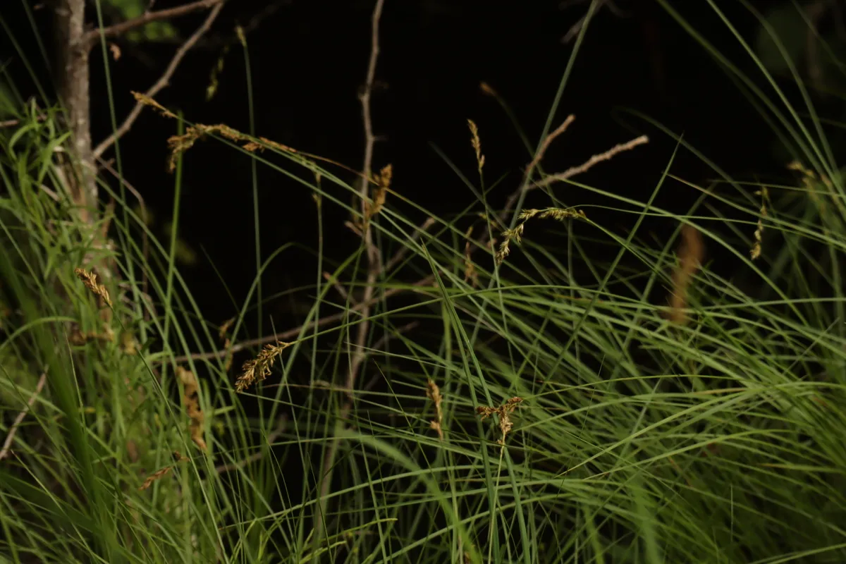 Prairie Sedge (Carex prairea)