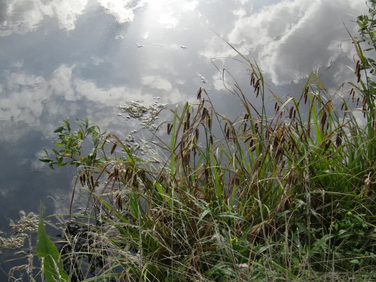 Cypress-like Sedge (Carex pseudocyperus)