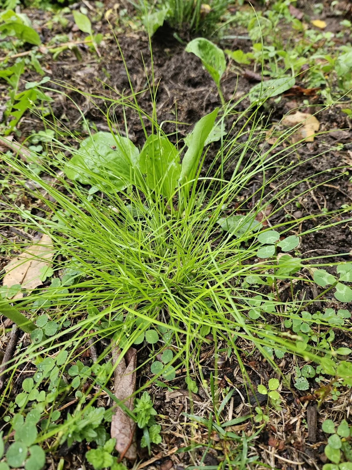 Eastern Star Sedge (Carex radiata)