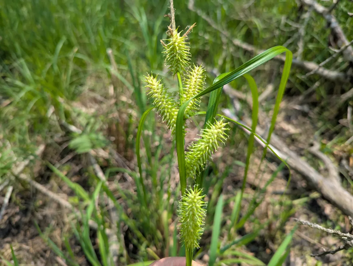 Knotsheath Sedge (Carex retrorsa)