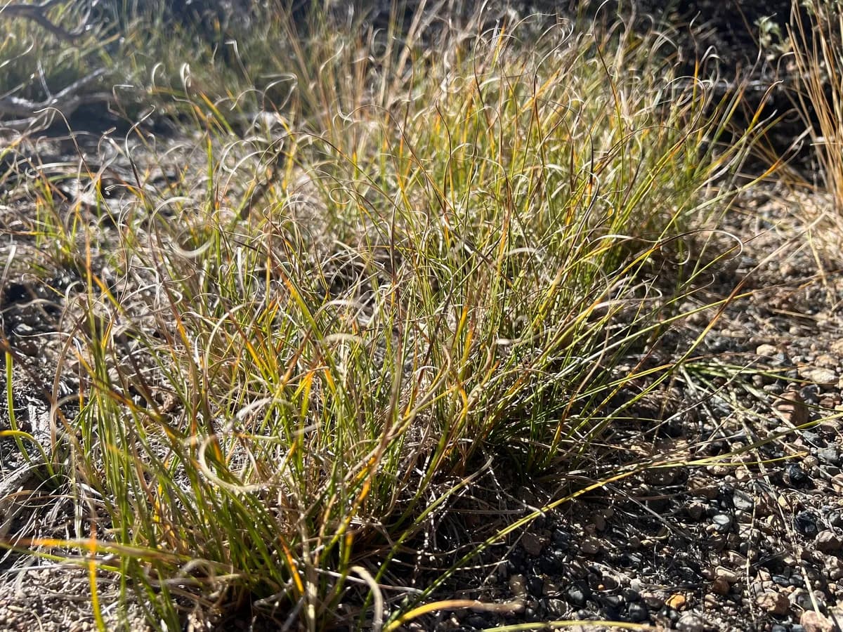 Ross Sedge (Carex rossii)