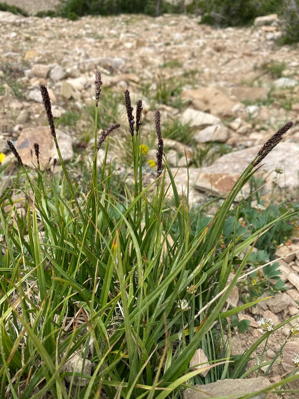 Northern Singlespike Sedge (Carex scirpoidea)