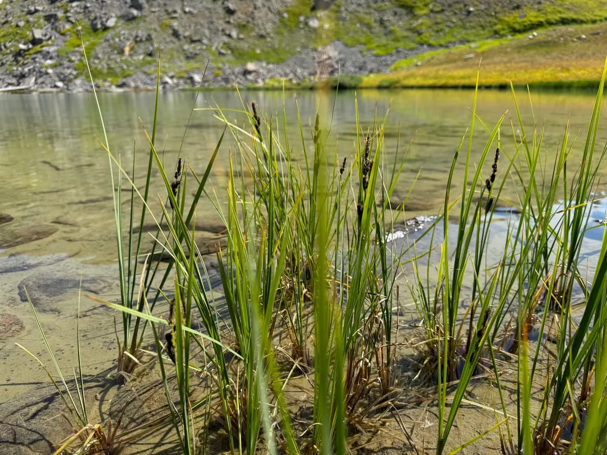 Holm'S Rocky Mountain Sedge (Carex scopulorum)