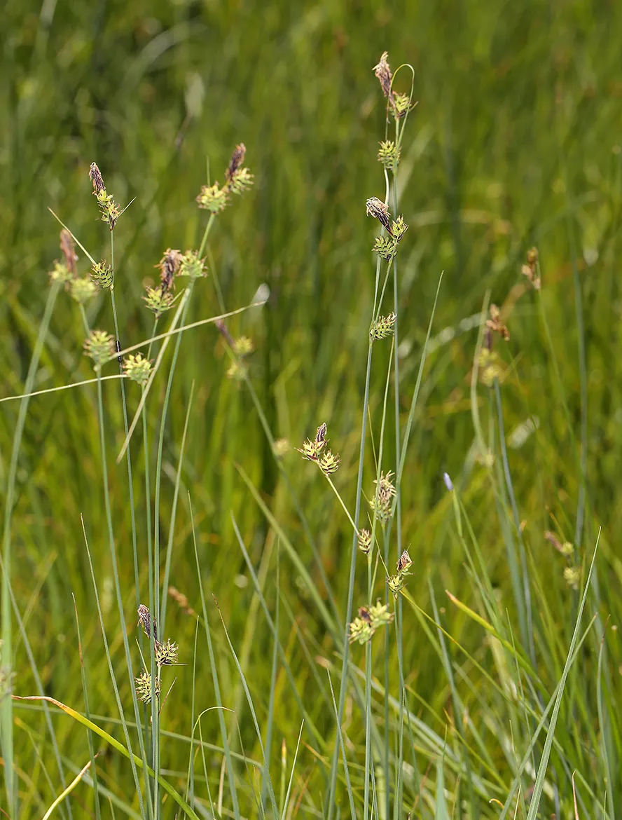 Twotooth sedge (Carex serratodens)