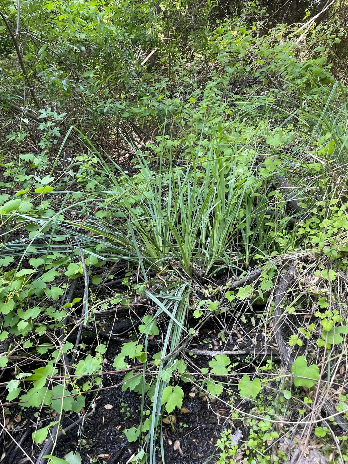 San Diego sedge (Carex spissa)