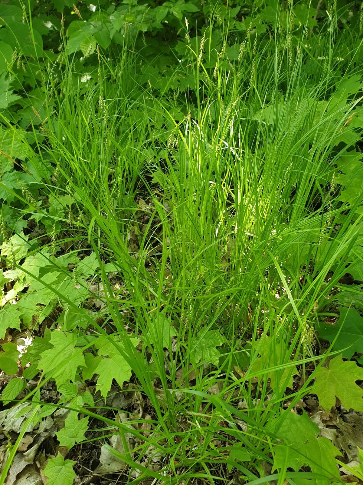 Sprengel's sedge (Carex sprengelii)