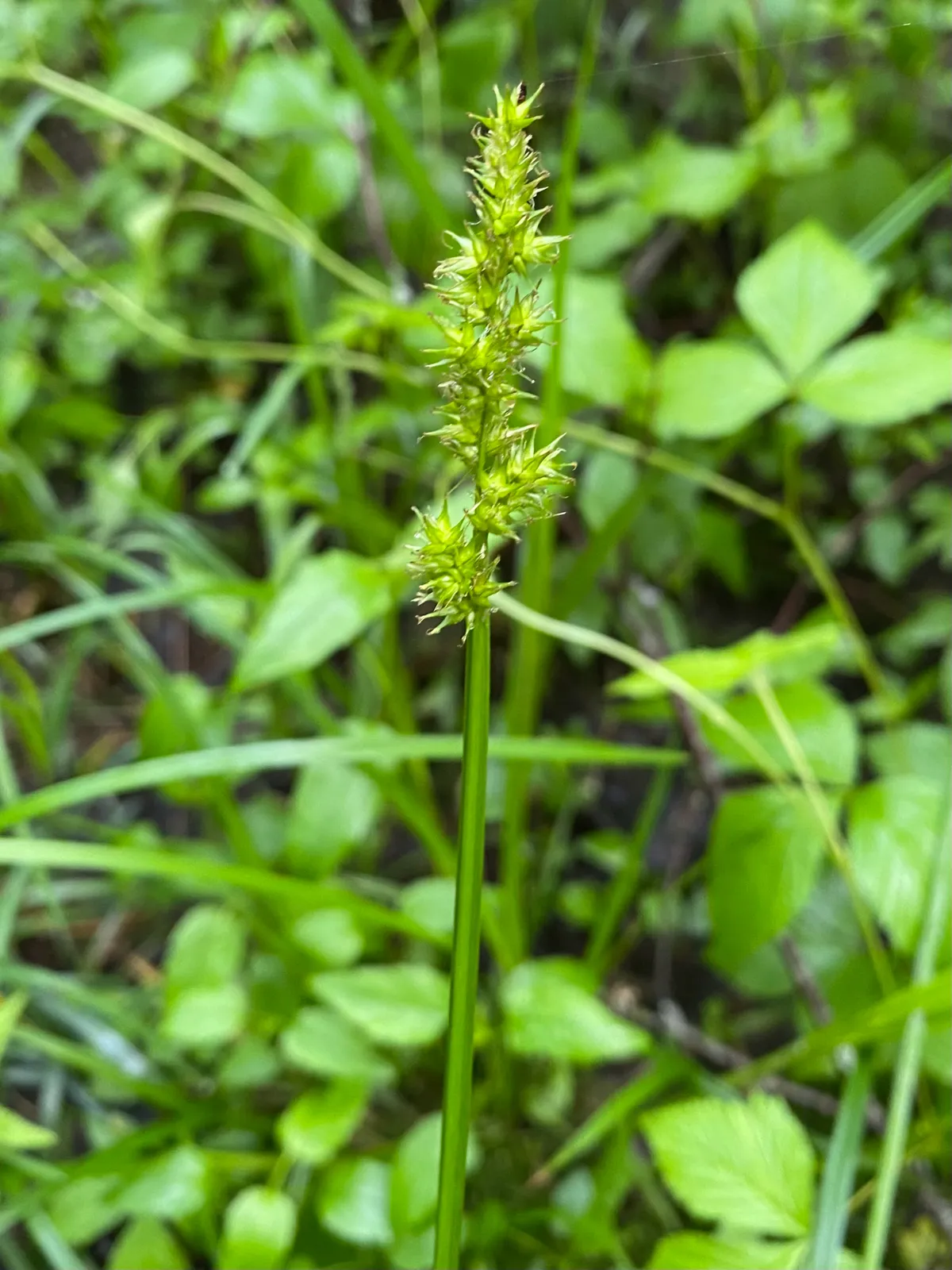 Awlfruit Sedge (Carex stipata)