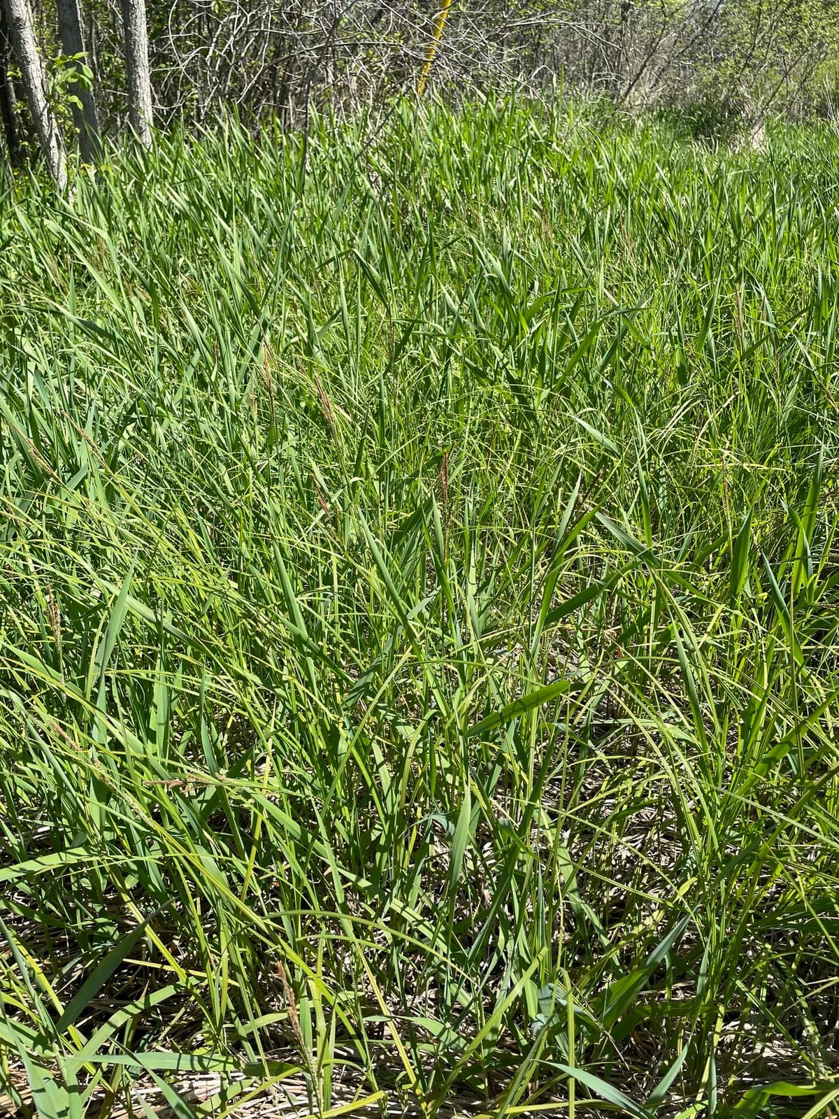 Upright Sedge (Carex stricta)