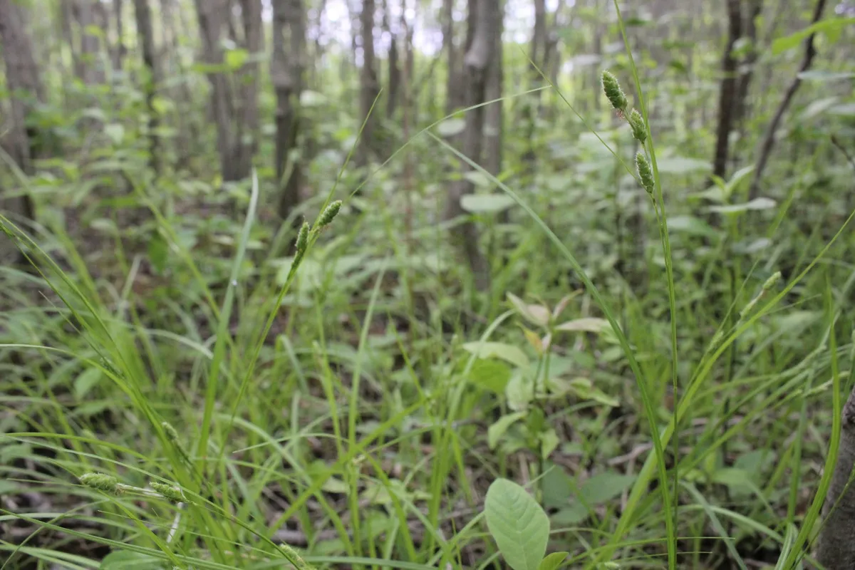 Swan's Sedge (Carex swanii)