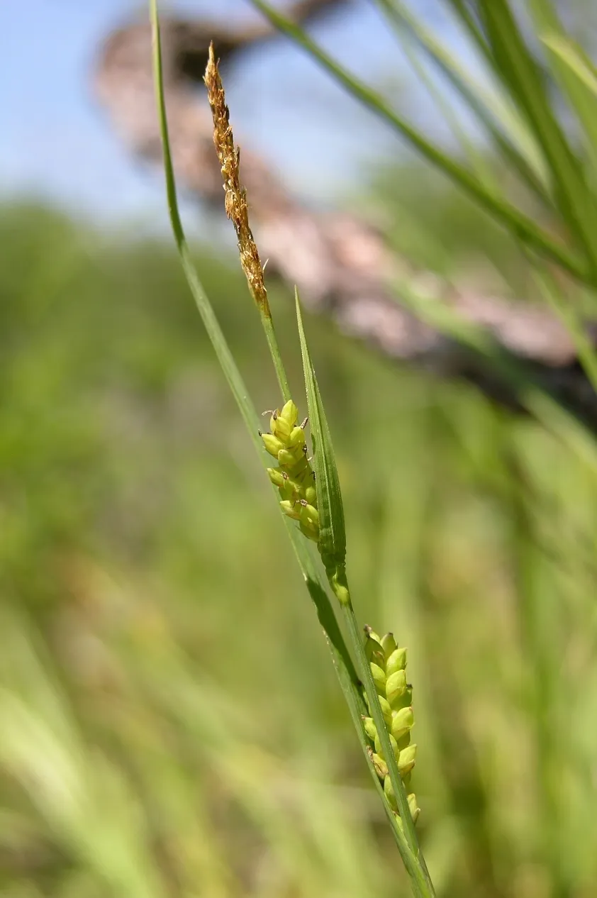 Rigid Sedge (Carex tetanica)
