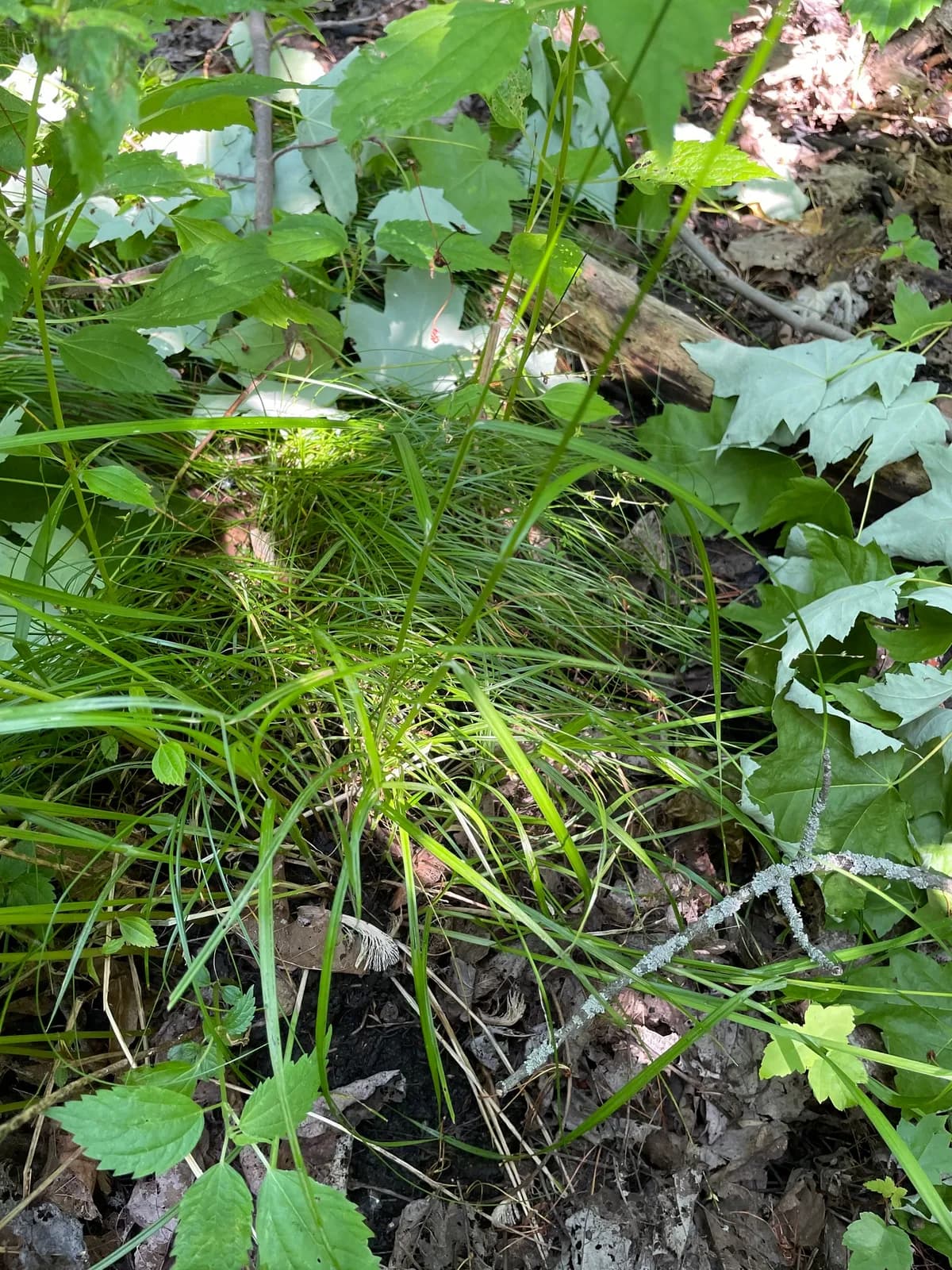 Blunt Broom Sedge (Carex tribuloides)