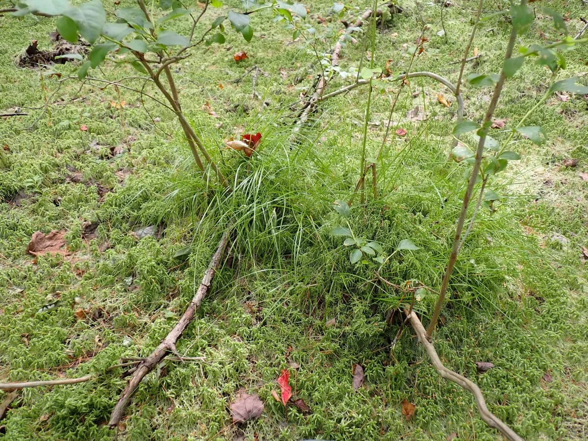Three-Fruit Sedge (Carex trisperma)