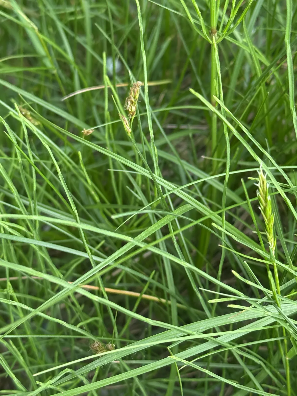 Splitawn Sedge (Carex tumulicola)