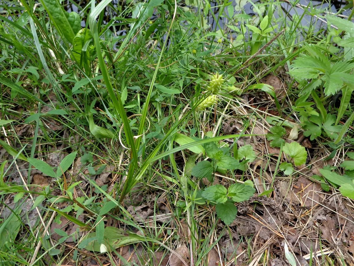 Bladder Sedge (Carex vesicaria)