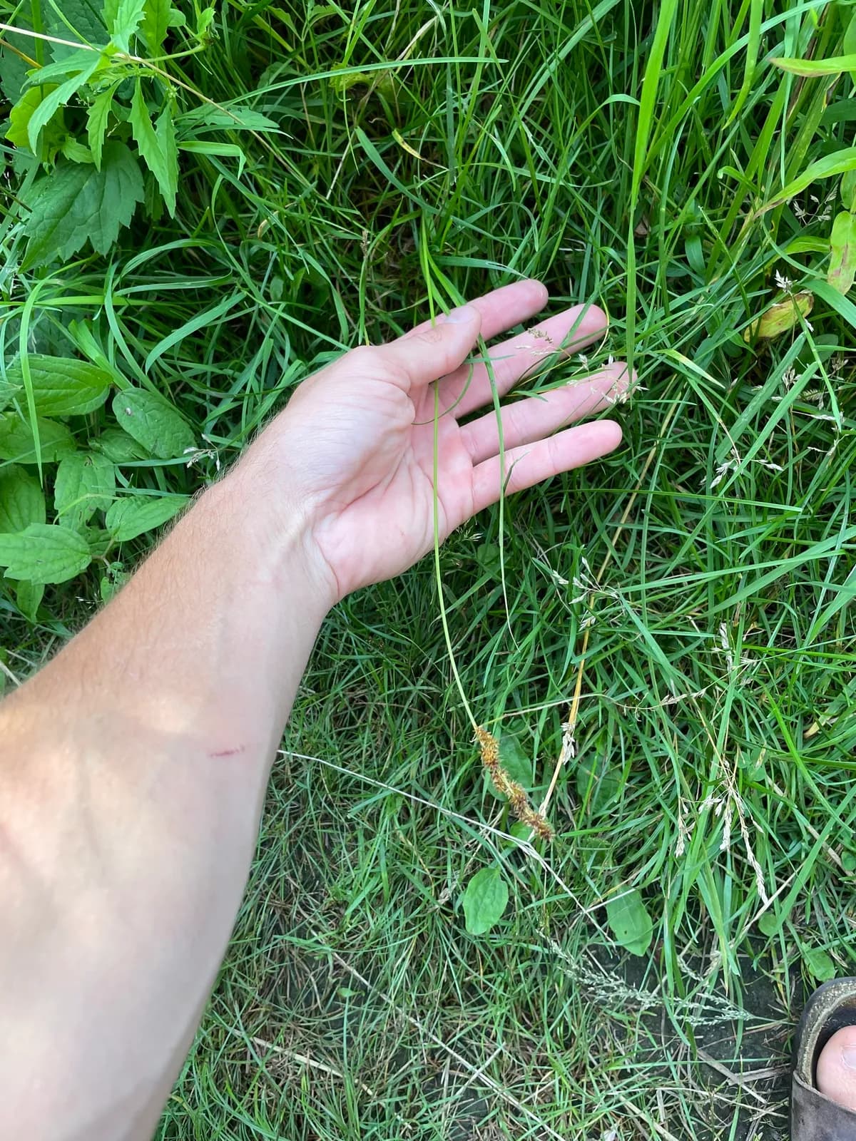 American Fox Sedge (Carex vulpinoidea)