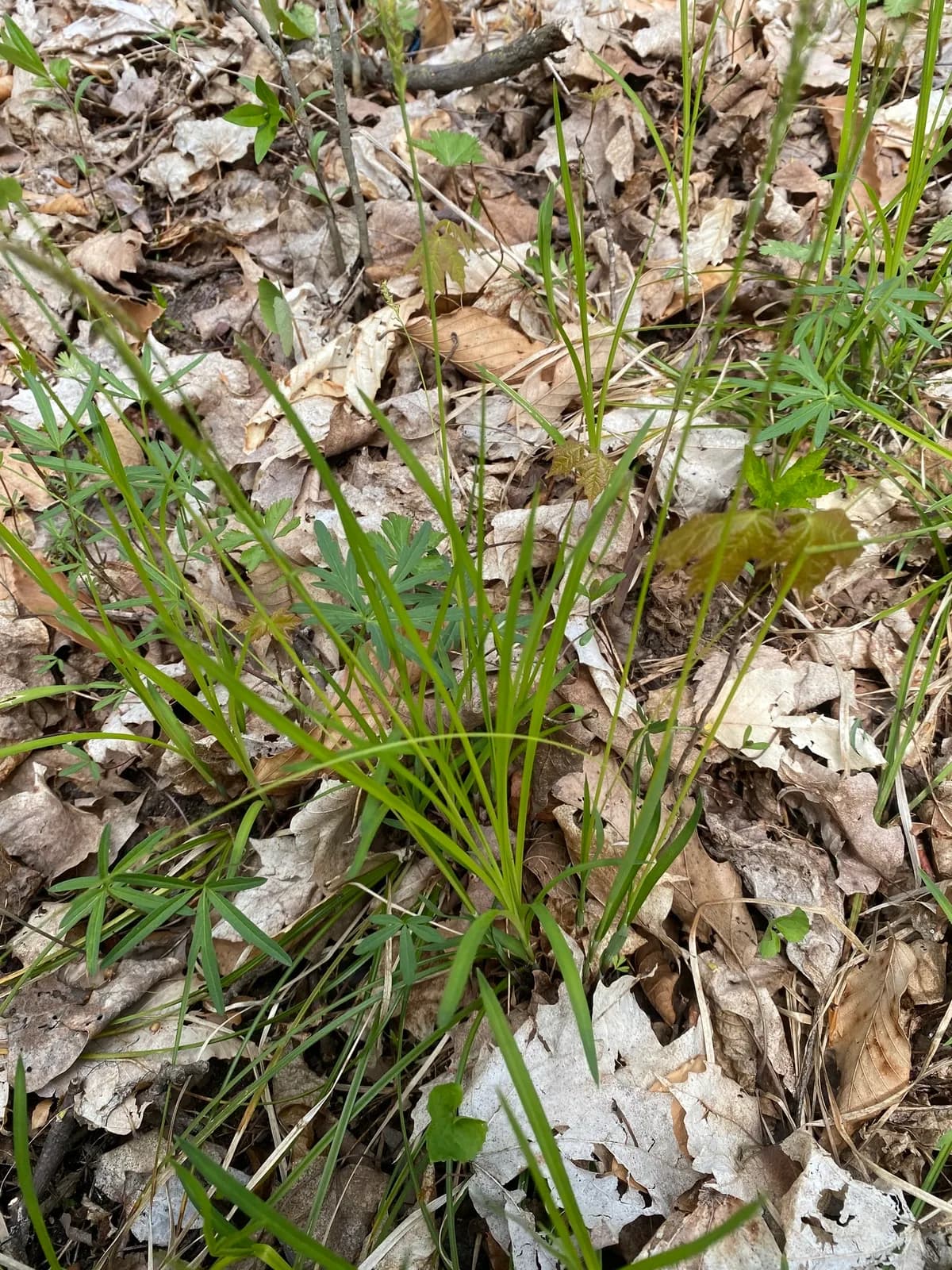Pretty sedge (Carex woodii)