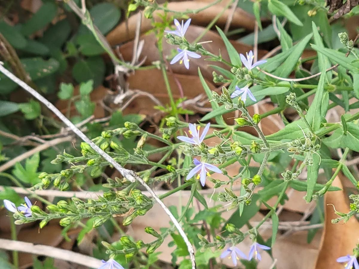 Smallflower Wrightwort (Carlowrightia parviflora)