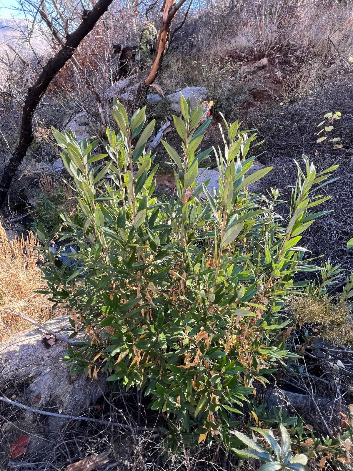 Tree-anomone (Carpenteria californica)
