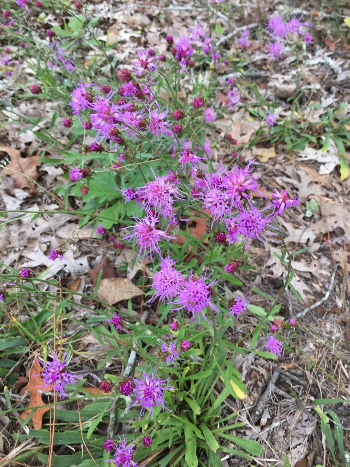 Sandywoods Chaffhead (Carphephorus bellidifolius)