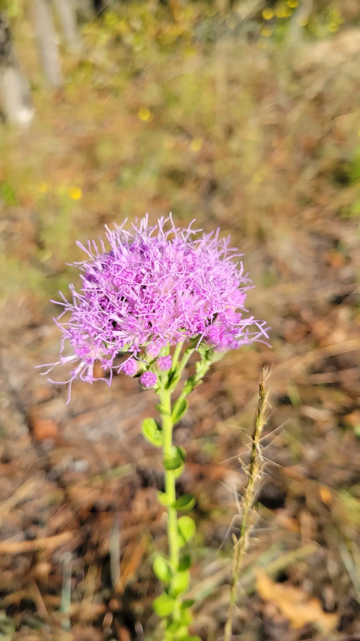 Florida paintbrush (Carphephorus corymbosus)