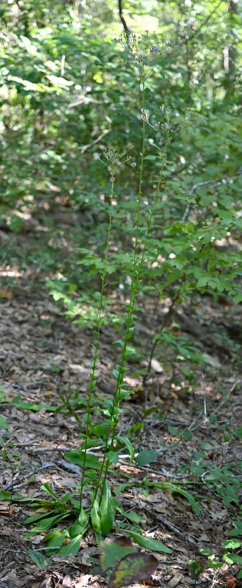 Vanilla plant (Carphephorus odoratissimus)