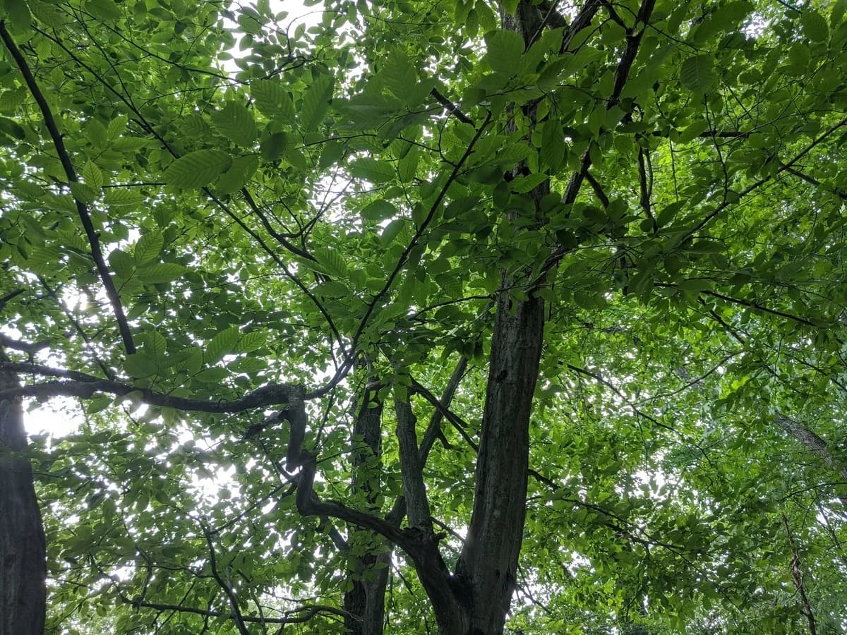 Musclewood (Carpinus caroliniana)