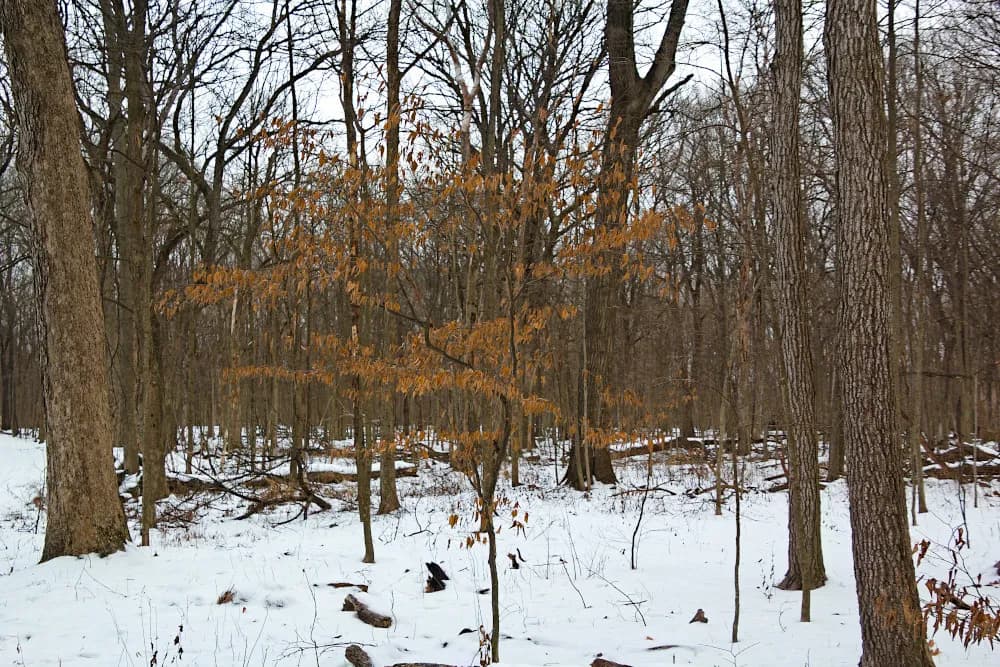 Musclewood (Carpinus caroliniana)