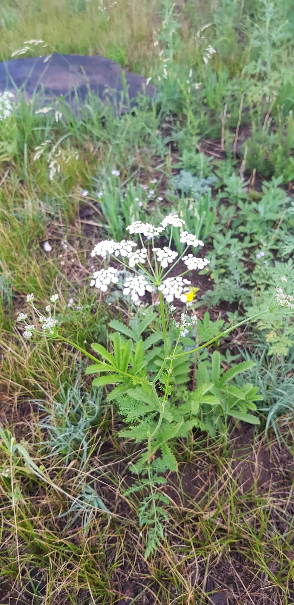 Caraway (Carum carvi)