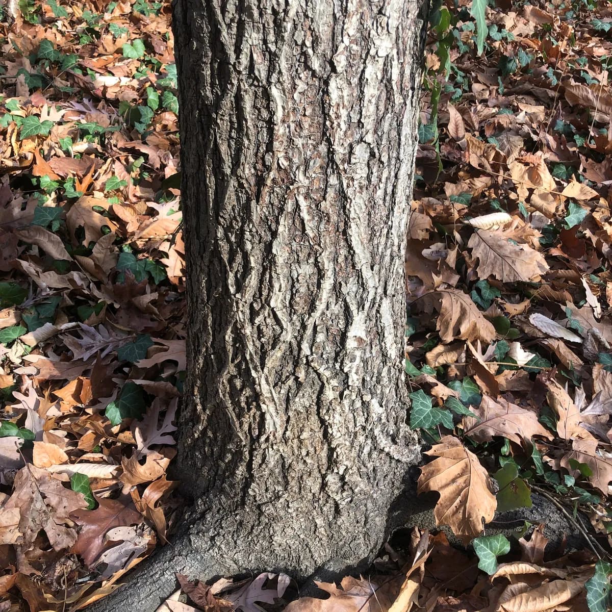 Mockernut Hickory (Carya alba)