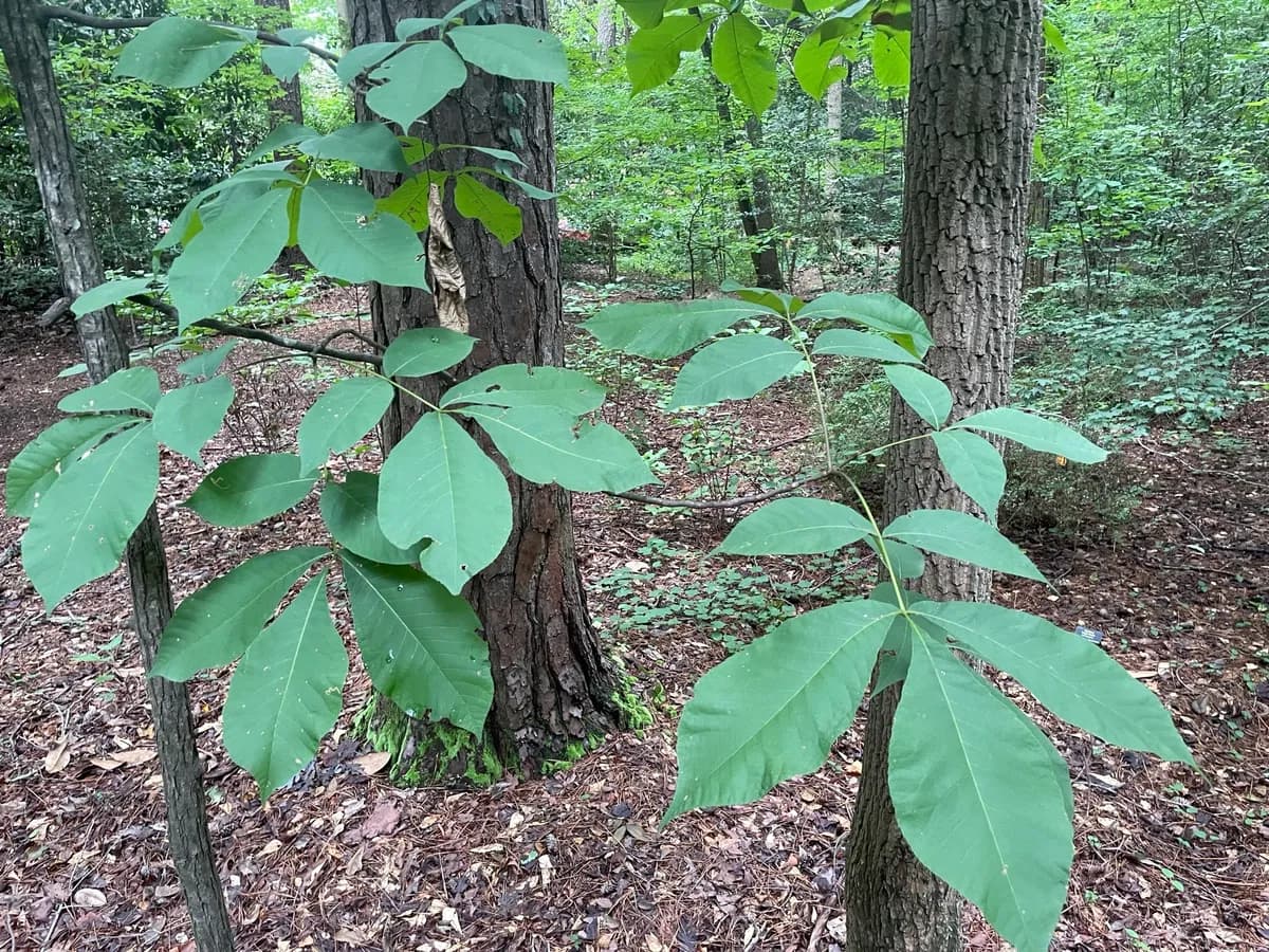 Mockernut Hickory (Carya alba)