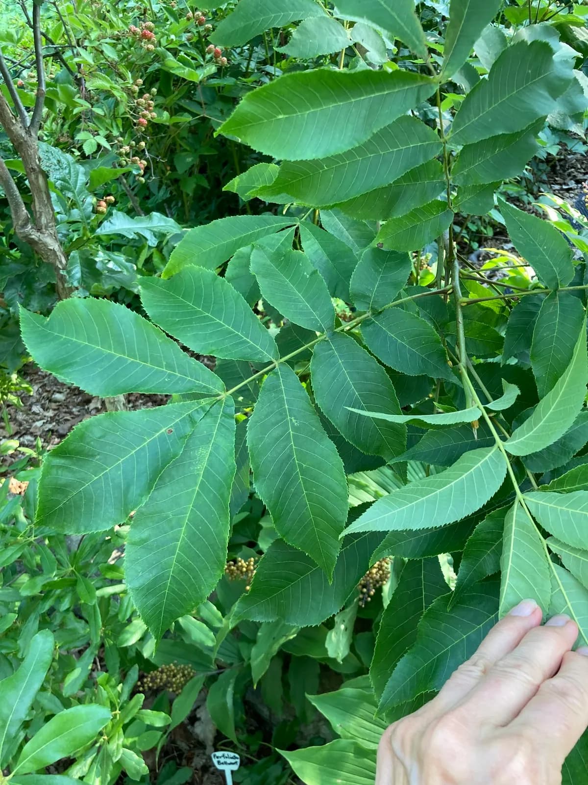 Bitternut (Carya cordiformis)