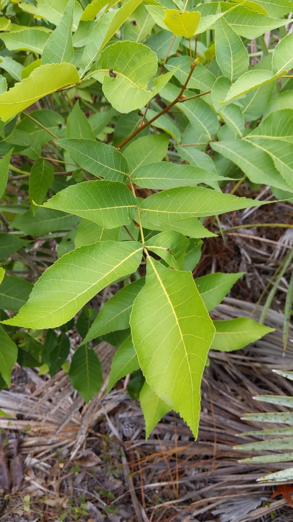 Scrub Hickory (Carya floridana)