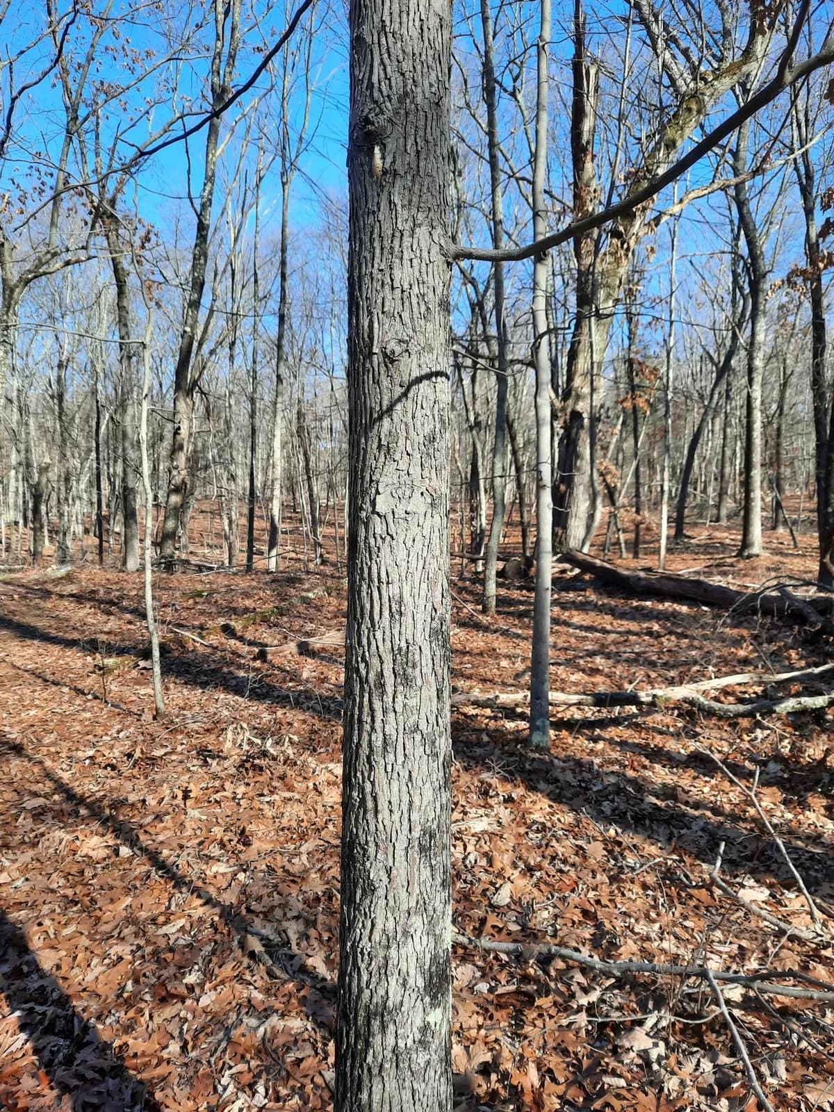 Pignut Hickory (Carya glabra)