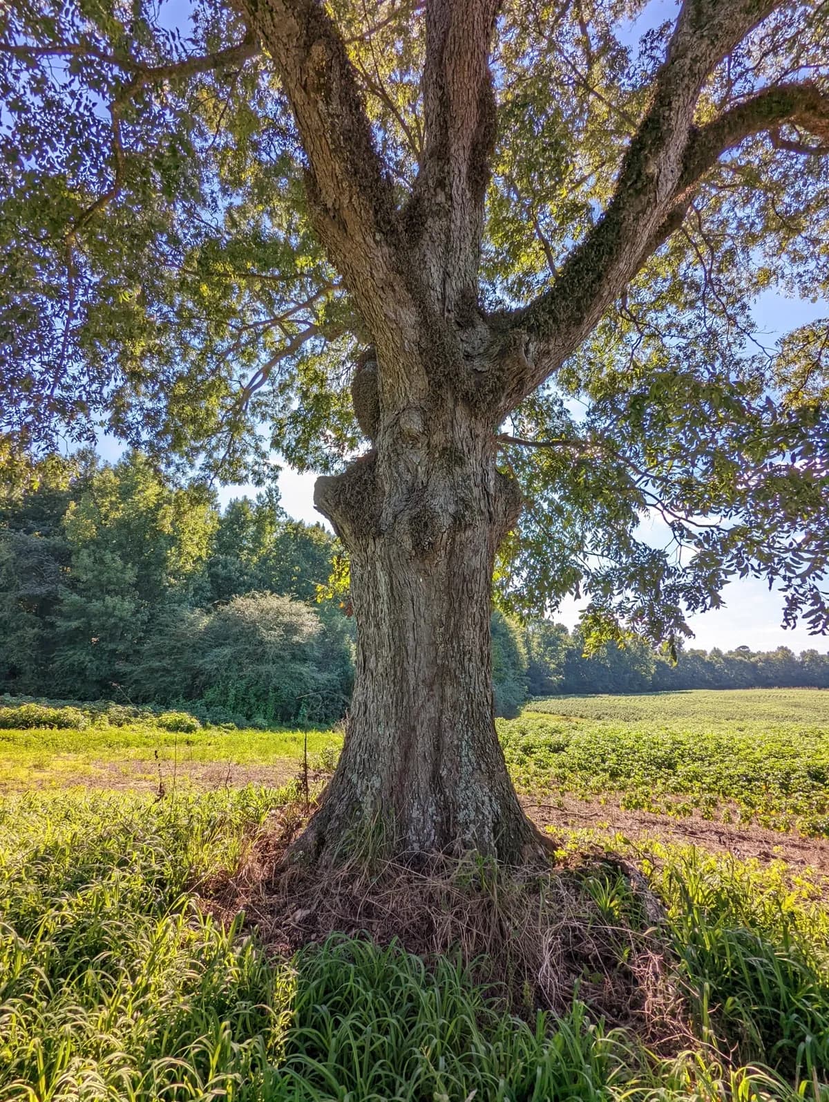 Nogal Morado (Carya illinoinensis)