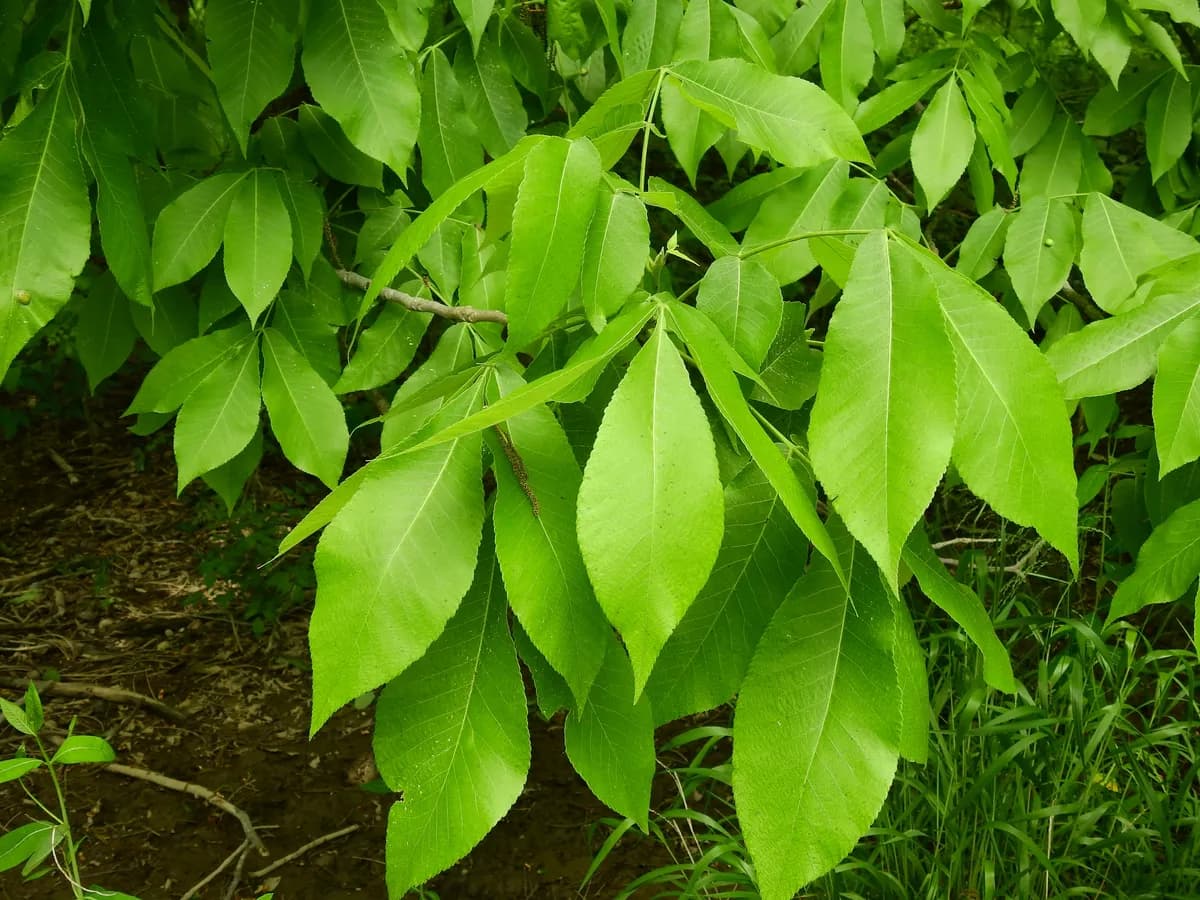 Kingnut (Carya laciniosa)